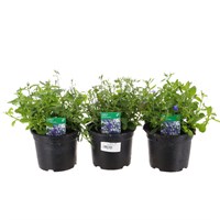 A Lucky Dip Selection! Lobelia Trio Mixed - 3 x 13cm Pot Bedding