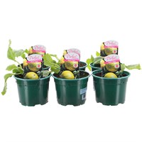 A Lucky Dip Selection! Melon Ogen - 6 x 10.5cm Pot Fruit