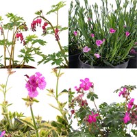 A Lucky Dip Selection! Mixed Variety Herbaceous - 3 x 3L Pots