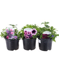 A Lucky Dip Selection! Mixed Variety Trio - 3 x 13cm Pot Bedding