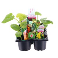 Carry Home Pack - Mixed Vegetables - 6 x 10.5cm Pot Vegetable
