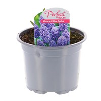 A Lucky Dip Selection! Muscari - 6 x 10.5cm Pot Bedding Bulbs