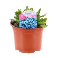 A Lucky Dip Selection! Myosotis - 6 x 10.5cm Pot Bedding