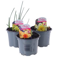 A Lucky Dip Selection! Narcissus Mixed - 6 x 10.5cm Pot Bedding Bulbs
