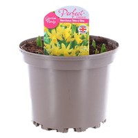 A Lucky Dip Selection! Narcissus Tete a Tete - 3 x 2L Pot Bedding