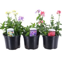 A Lucky Dip Selection! Nemesia - 3 x 13cm Pot Bedding