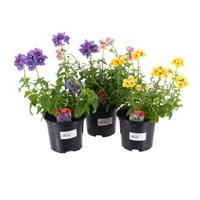 A Lucky Dip Selection! Nemesia - 13cm x 3 Pots