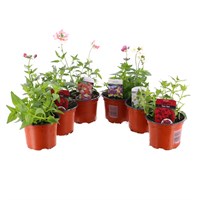 A Lucky Dip Selection! Nemesia - 6 x 10.5cm Pot Bedding