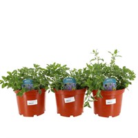 A Lucky Dip Selection! Nepeta - 3 x 3L Pot Bedding