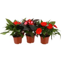 A Lucky Dip Selection! New Guinea Impatien Red - 13cm x 3 Pots