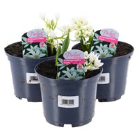 A Lucky Dip Selection! Ornithogalum - 3 x 13cm Pot Bedding Bulb