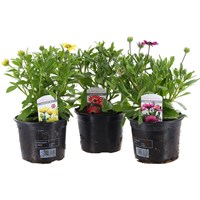 A Lucky Dip Selection! Osteospermum - 3 x 13cm Pot Bedding