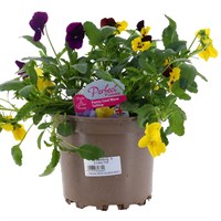 A Lucky Dip Selection! Pansy Cool Wave - 3 x 2L Pot Bedding