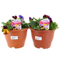 A Lucky Dip Selection! Pansy Cool Wave Sabina Mixed - 2 x 20cm Pot Bedding