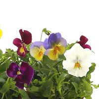 A Lucky Dip Selection! Pansy Cool Wave Trailing 6 x 10.5cm Pot Bedding