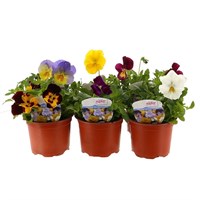A Lucky Dip Selection! Pansy Cool Wave Trailing - 6 x 10.5cm Pot Bedding
