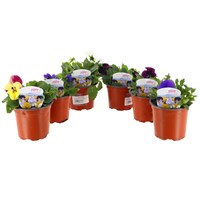 A Lucky Dip Selection! Pansy Cool Wave Trailing - 6 x 10.5cm Pot Bedding