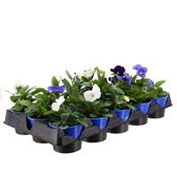 A Lucky Dip Selection! Pansy Mixed 15 x 10.5cm Pot Bedding