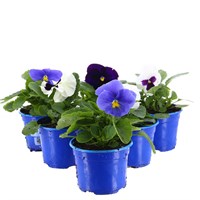 A Lucky Dip Selection! Pansy Mixed 6 x 10.5cm Pot Bedding