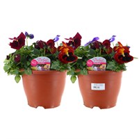 A Lucky Dip Selection! Pansy Sabina Mixed - 2 x 20cm Pot Bedding