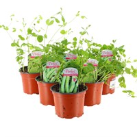 A Lucky Dip Selection! Peas - 6 x 10.5cm Pot Bedding Vegetable