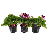 A Lucky Dip Selection! Pelargornium - 3 x 13cm Pot Bedding