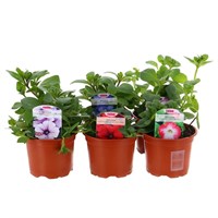 A Lucky Dip Selection! Petunia Surfinia - 6 x 10.5cm Pot Bedding