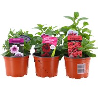 A Lucky Dip Selection! Petunia Trailing - 6 x 10.5cm Pot Bedding