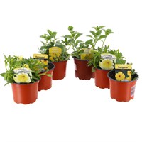 A Lucky Dip Selection! Petunia Yellow 6 x 10.5cm Pot Bedding