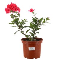 A Lucky Dip Selection! Phlox - 3 x 3L Pot Bedding