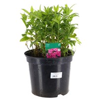 A Lucky Dip Selection! Phlox - 5L Pot Bedding
