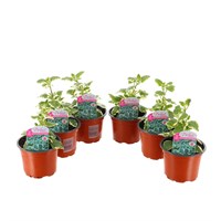 A Lucky Dip Selection! Plectranthus - 6 x 10.5cm Pot Bedding