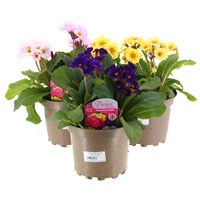 A Lucky Dip Selection! Polyanthus Mixed - 3 x 2L Pot Bedding