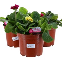 A Lucky Dip Selection! Polyanthus Showstopper 3 x 3L Pot Bedding