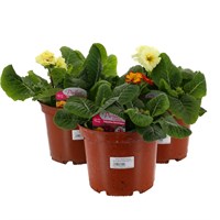 A Lucky Dip Selection! Polyanthus Showstopper Mixed - 3 x 3L Pot Bedding