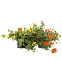 A Lucky Dip Selection! Portulaca Summerstars - 3 x 13cm Pot Bedding