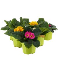 A Lucky Dip Selection! Primrose Mixed - 6 x 10.5cm Pot Bedding