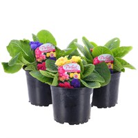 A Lucky Dip Selection! Primrose Rose Bud 3 x 12cm Pot Bedding