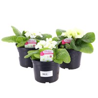 A Lucky Dip Selection! Primula Mixed - 3 x 13cm Pot Bedding