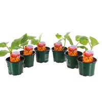 A Lucky Dip Selection! Pumpkin - 6 x 10.5cm Pot Vegetable