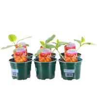 A Lucky Dip Selection! Pumpkin - 6 x 10.5cm Pot Vegetable