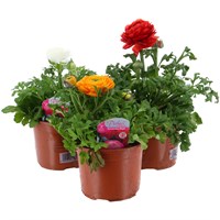A Lucky Dip Selection! Ranunculus - 3 x 13cm Pot Bedding