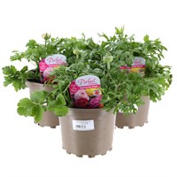 A Lucky Dip Selection! Ranunculus Mixed - 3 x 2L Pot Bedding