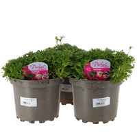 A Lucky Dip Selection! Saxifraga Mixed- 3 x 2L Pot Bedding