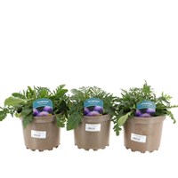 A lucky Dip Selection! Scabiosa - 3 x 2L Pot Bedding