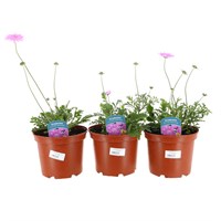 A lucky Dip Selection! Scabiosa - 3 x 3L Pot Bedding