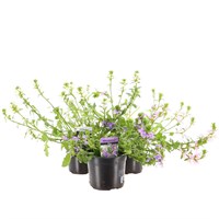 A Lucky Dip Selection! Scaevola - 3 x 13cm Pot Bedding
