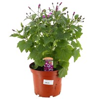 A Lucky Dip Selection! Senetti 3L Pot Bedding