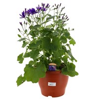 A Lucky Dip Selection! Senetti 6.5L Pot Bedding