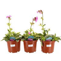A Lucky Dip Selection! Silene - 3 x 3L Pot Bedding